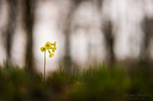 Schlüssel im Wald verloren