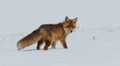 Winterfuchs im Frühling