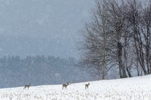 Winterlandschaft