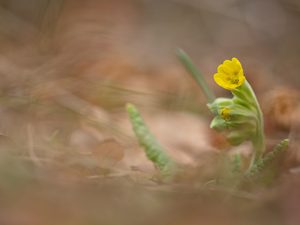 Das erste Schlüsselblümchen