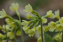 Trotzige Schlüsselblumen