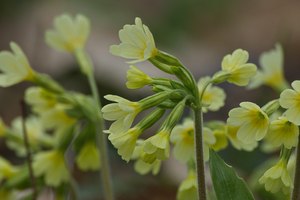 Trotzige Schlüsselblumen