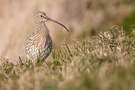 Großer Brachvogel