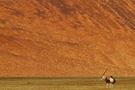 Klassisch: Oryx Antilope vor roter Düne