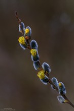 Frühling in Sicht....