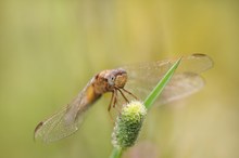 Feuerlibelle-Weibchen  (Heidelibelle)