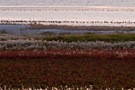 Salzwiese im Herbst