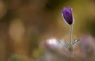 Pulsatilla