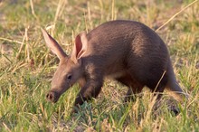 Das kleine Erdferkel