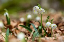 Märzenbecherwald