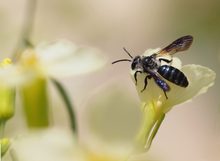 SANDBIENE (Andrena cineraria)