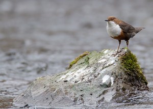 Wasseramsel