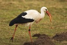 Brühwurst mit Storch