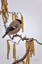 Dompfaff weibchen im Haselstrauch