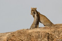 Versteckspiel bei den Leoparden