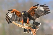 Harris Hawk im Anflug...überarbeitet