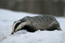 Dachs im Schnee