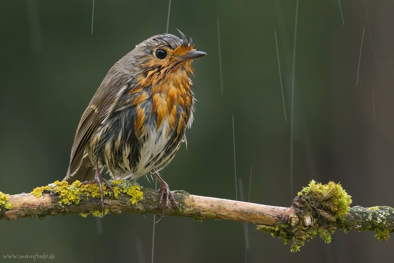 It's raining cats and  dogs and robins  :)