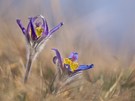 Pulsatilla