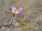 *Pulsatilla_3*