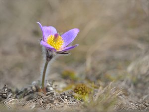 *Pulsatilla_3*