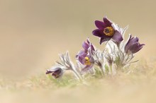 Pulsatilla Montana...