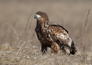 Seeadler