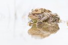 Erdkrötenpärchen im Amplexus / Bufo bufo