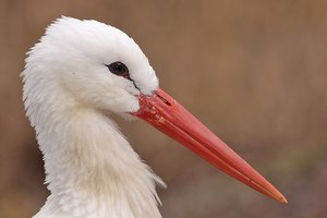 Weissstorch