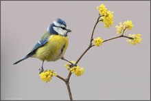 Endlich Frühling