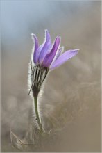 *Pulsatilla_4*