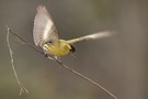 Erlenzeisig (Carduelis spinus)