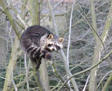 Aufgewecktes Kerlchen