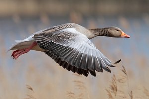 Graugans im Flug