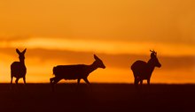 Rehe bei Sonnenuntergang