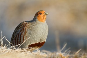 Rebhuhn Hahn