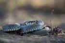 natrix natrix