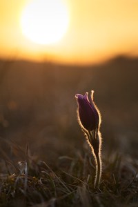 der Sonne entgegen