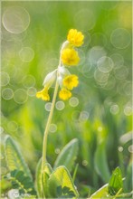 Echte Schlüsselblume - Primula veris