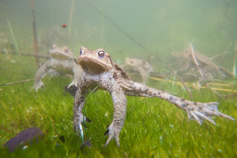 Im Krötenteich