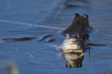 Frontaler Moorfrosch mit Rückendeckung