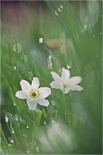 Wiesenblühen im Morgentau