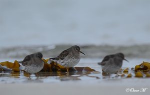 Meerstrandläufer