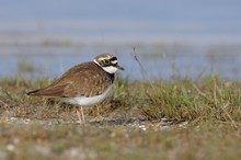 Flussregenpfeifer (Charadrius dubius)