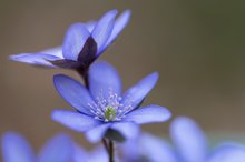 Blüten des Leberblümchen (Hepatica nobilis)