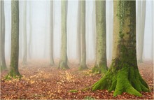 Grünfüssling im Nebel