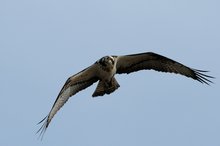 Osprey