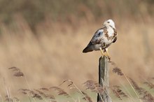 Mäusebussard Wildlife