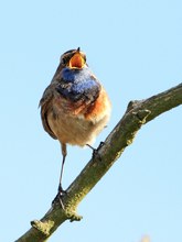 Meine ersten Blaukehlchen ...