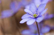 Blüte eines Leberblümchens